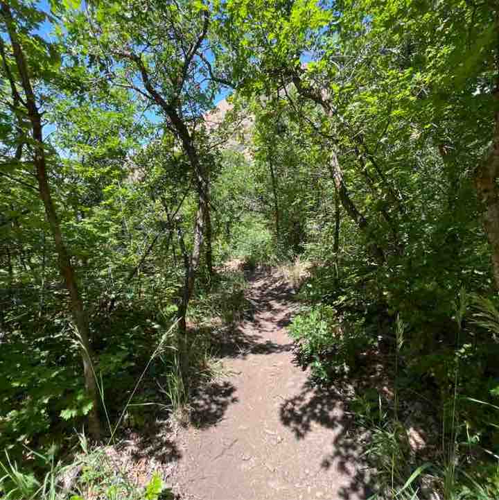 Rangus Forester post 1