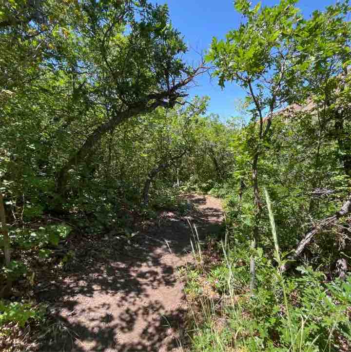 Rangus Forester post 2