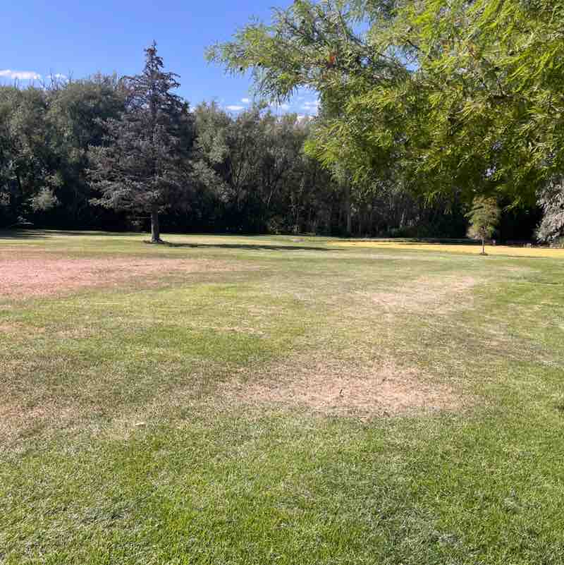Rangus Forester post 2