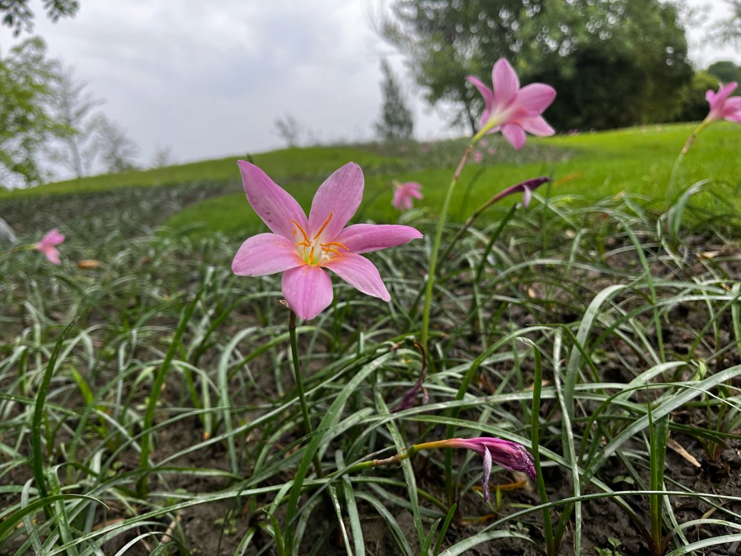 walking near me in 双流运动公园 in winter