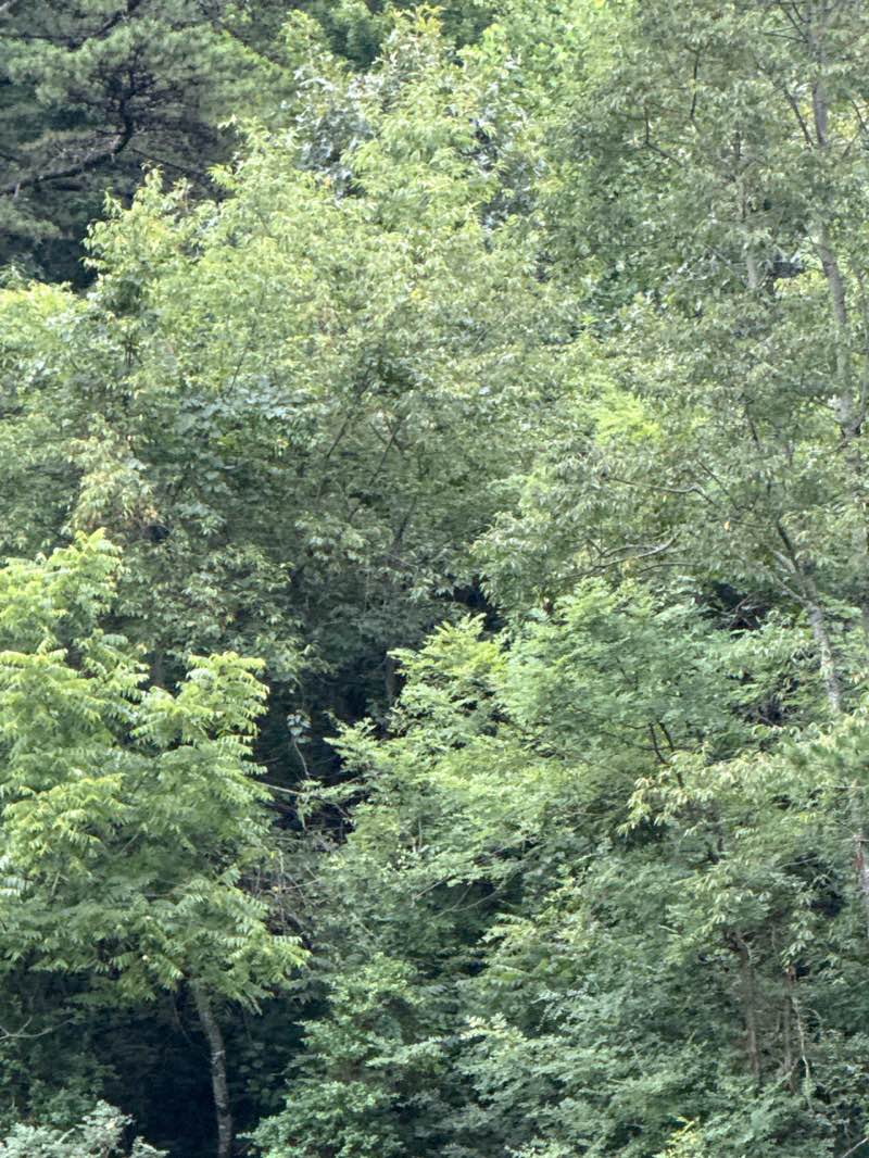 walking near me in George Washington National Forest in summer