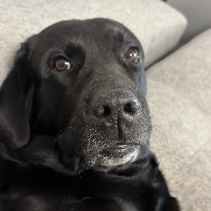 Лабрадор Дэни 🐕🐶🦮🐕‍🦺🐩