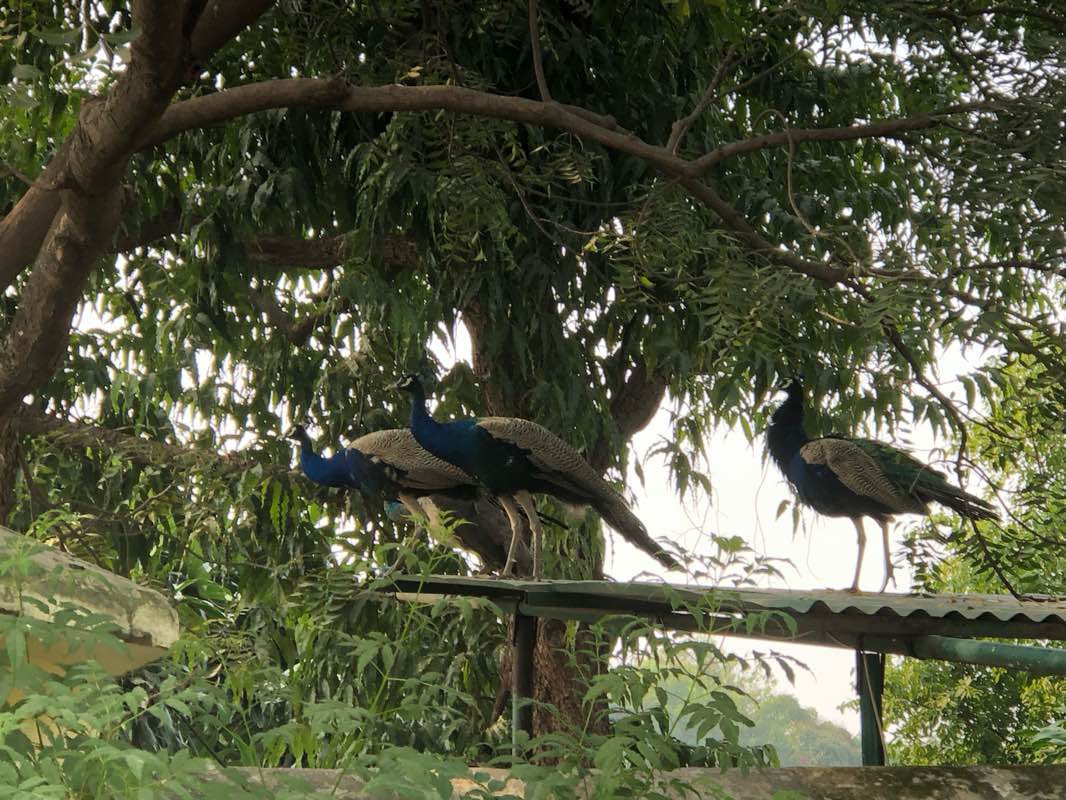 walking near me in Ram Niwas Public Gardens in winter