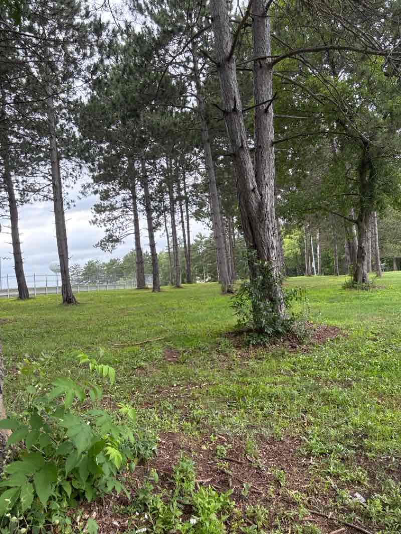 walking near me in Lion's Park in summer