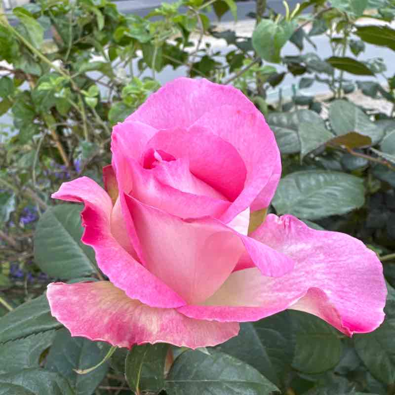 🇫🇷 CarOlympe 🇫🇷 post 1