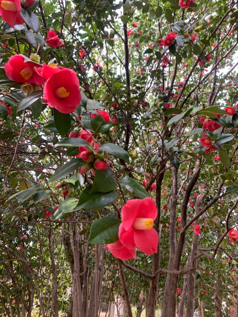 walking near me in 宮前公園 in winter
