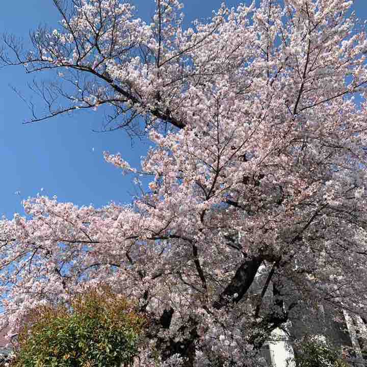 JIYUGAOKA Tailor🌈TK✨♫ post 3