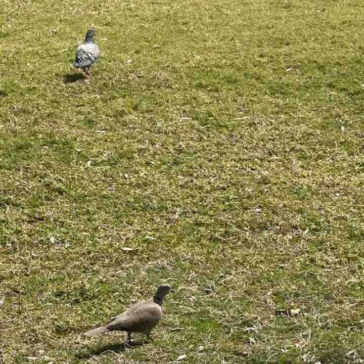 Dasharath Mainali influencer post 2