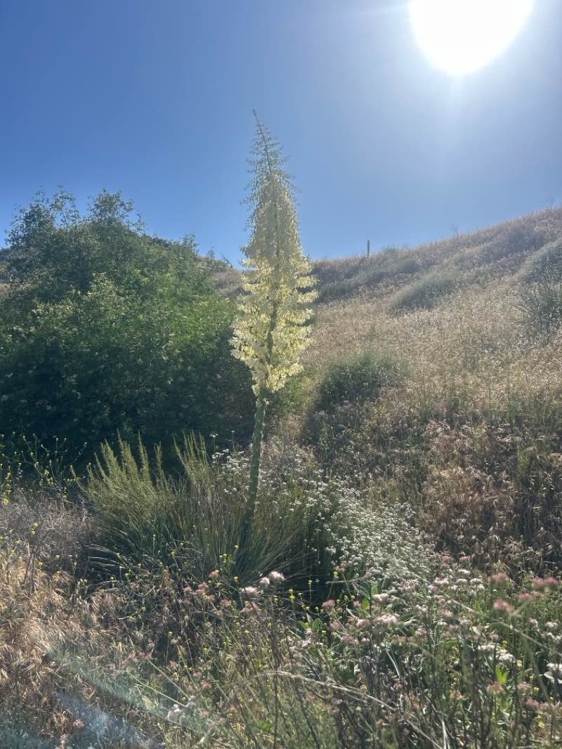 walking near me in Aliento Park in spring