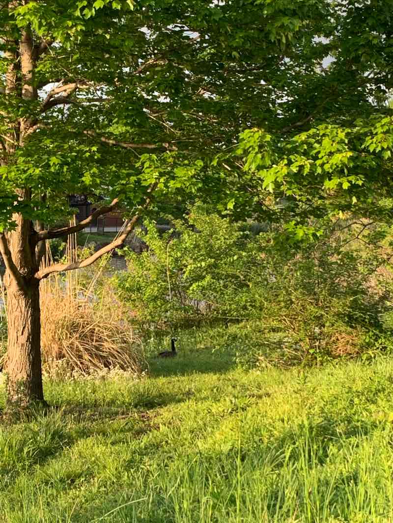 walking near me in Swan Lake Park in winter