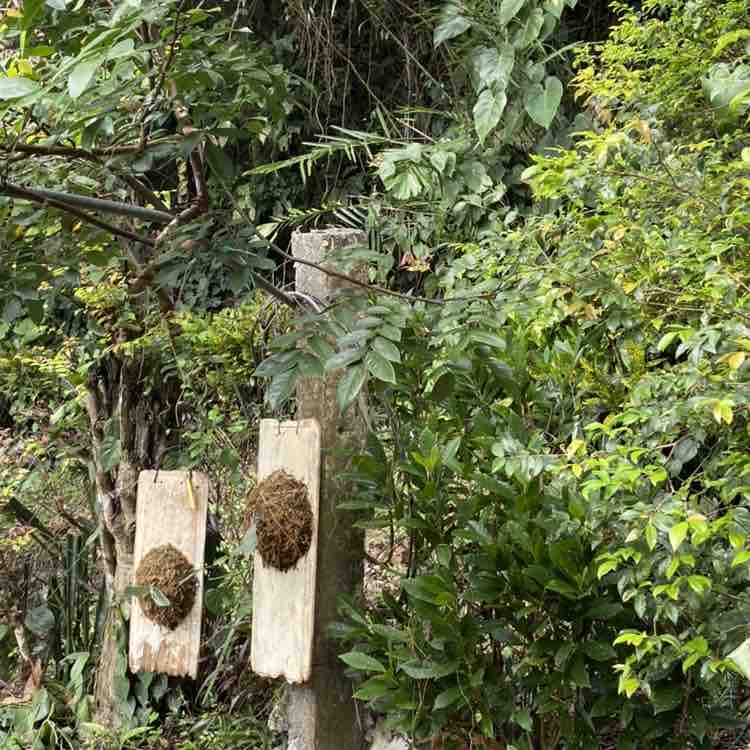 悟杰  .蕨鹿享騎. post 3