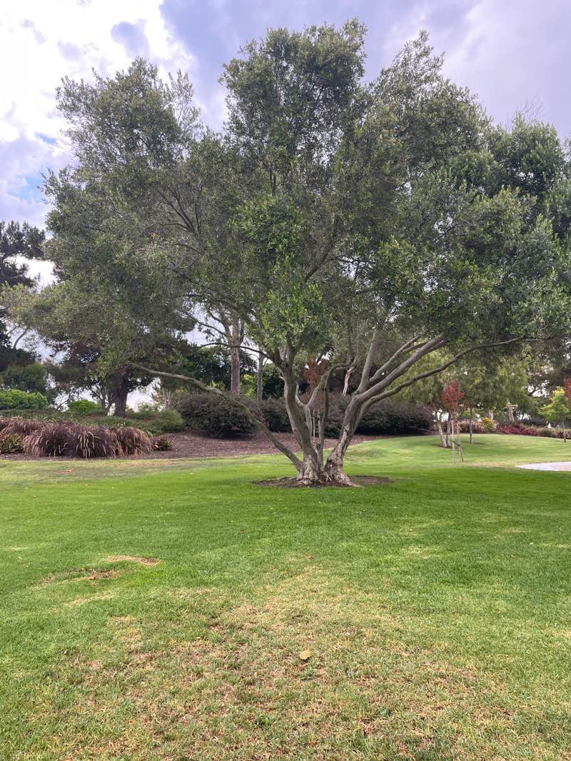 walking near me in Bonita Canyon Sports Park in autumn
