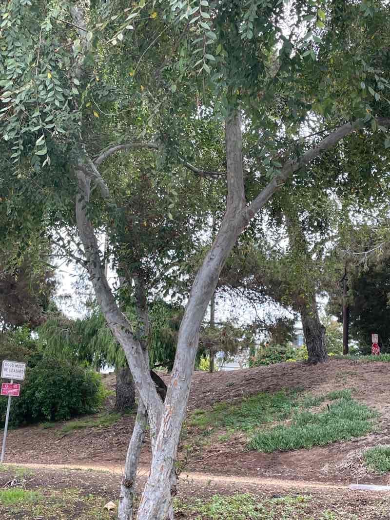 walking near me in Live Oak Park in autumn