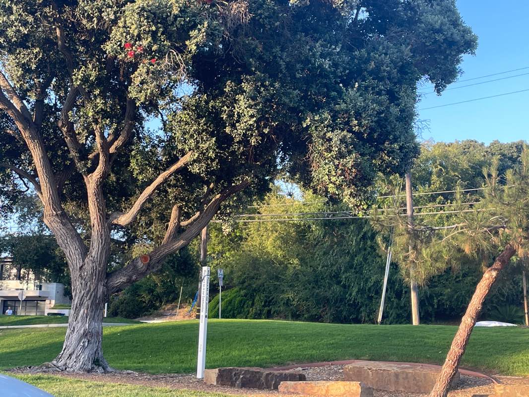walking near me in Live Oak Park in summer
