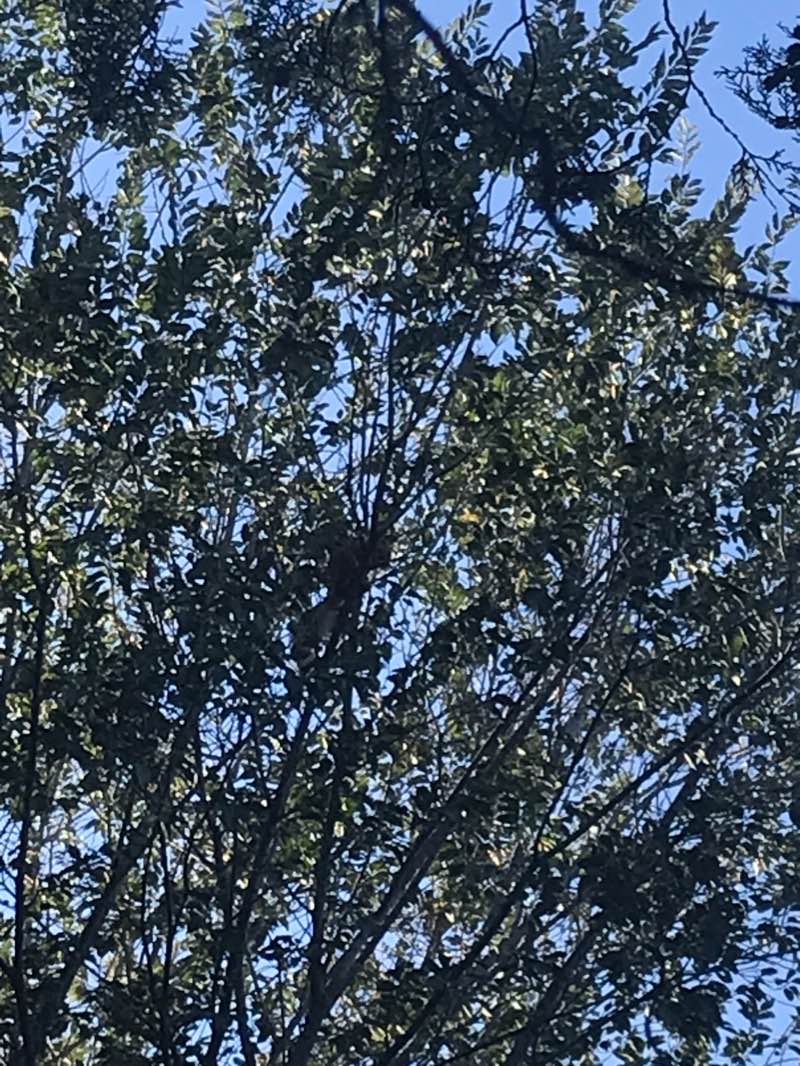 walking near me in Парк им. Магомеда Халилова in winter