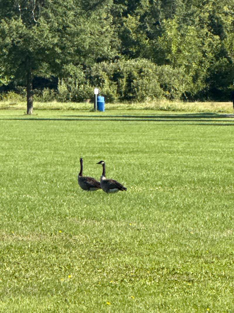 walking near me in Wyndham Hills Community Park in autumn