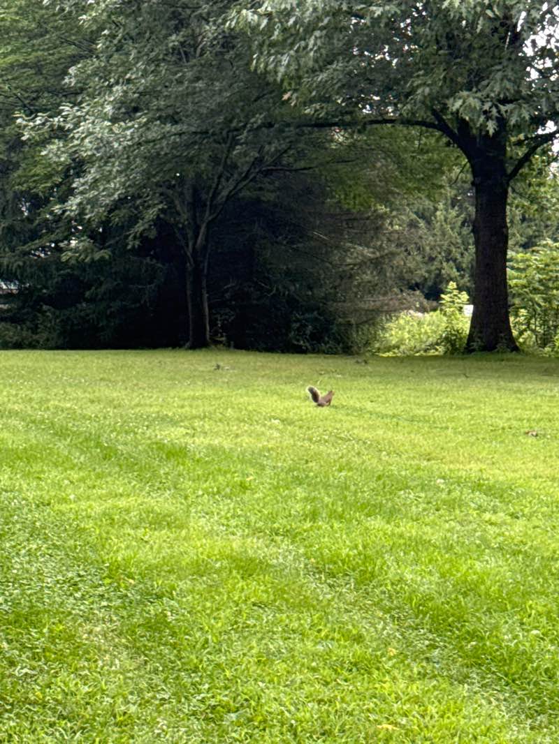 walking near me in Sheehan Park in autumn