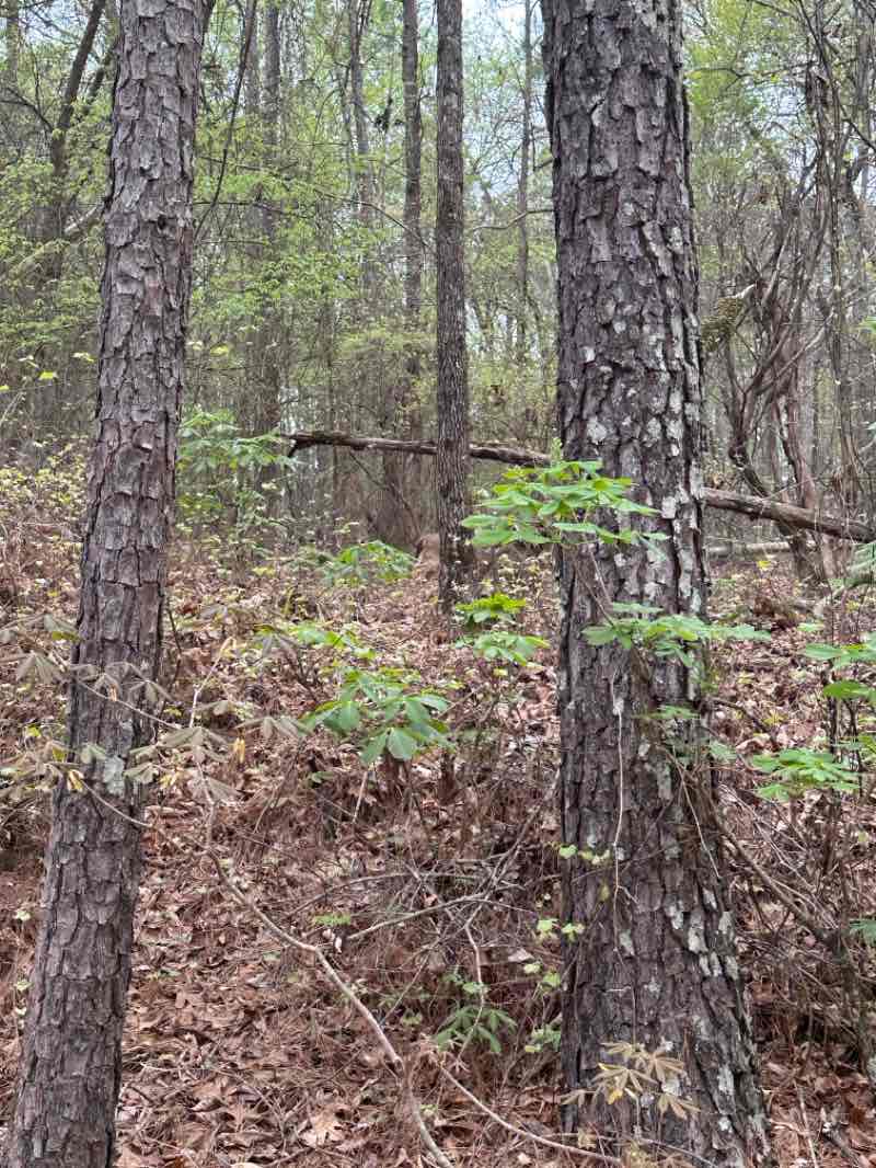 walking near me in Harbins Park in spring