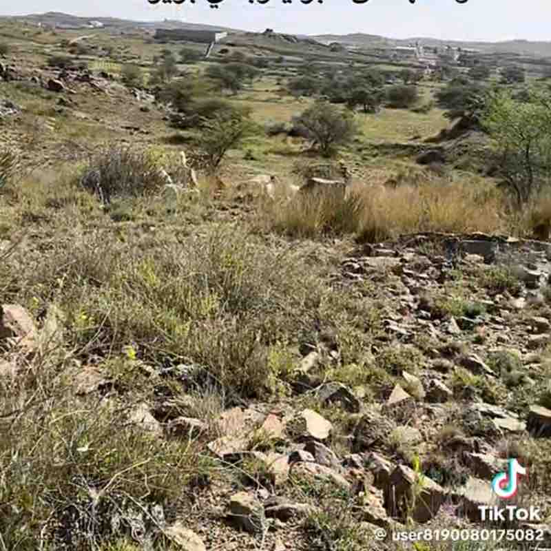 علي بن منديل المالكي post 2