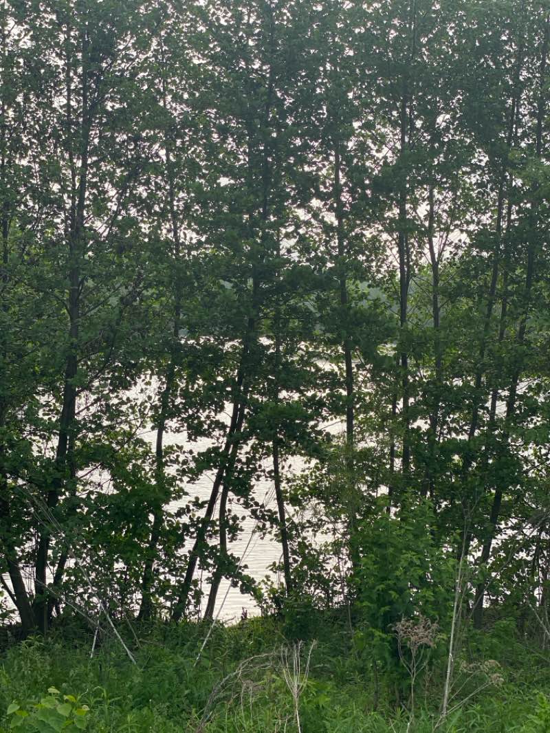 walking near me in Porter Family Park in spring