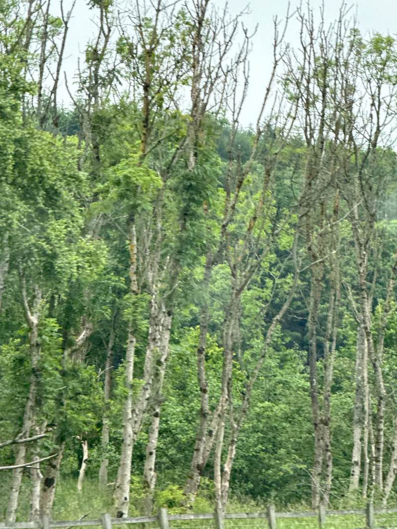 walking near me in Cumbernauld Community Park in summer