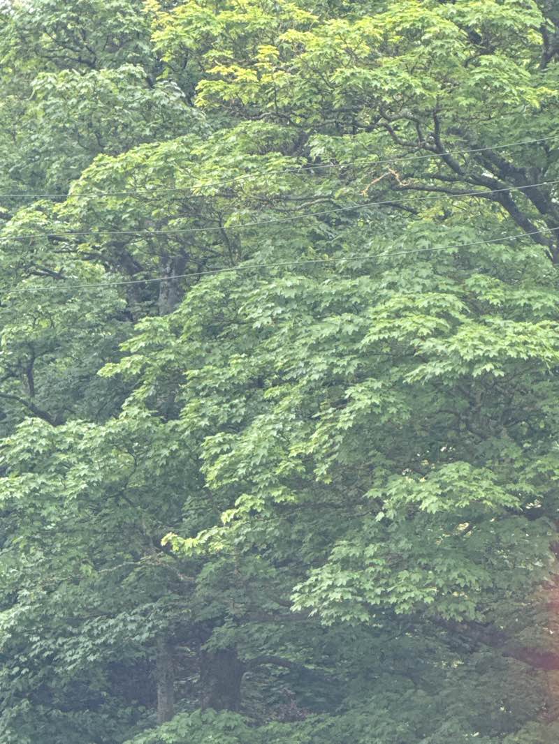 walking near me in Victoria Park in summer