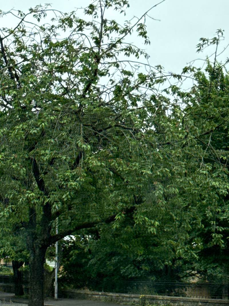 walking near me in Bingham's Pond Park in summer