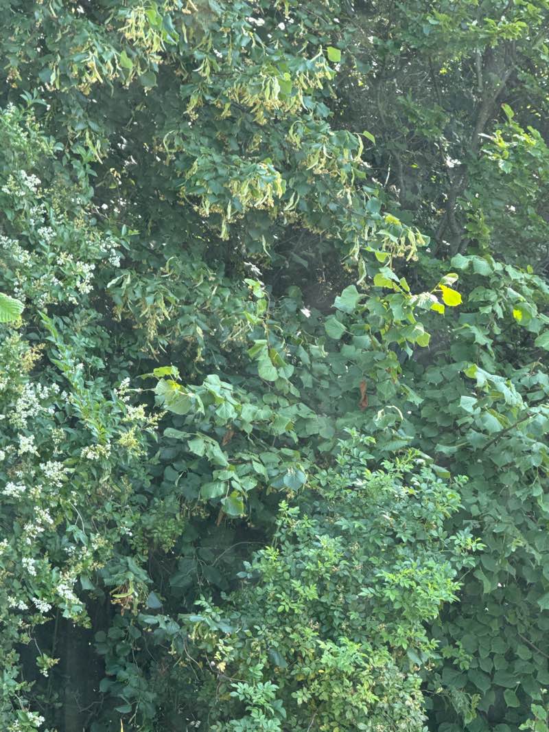 walking near me in Pollok Country Park in summer
