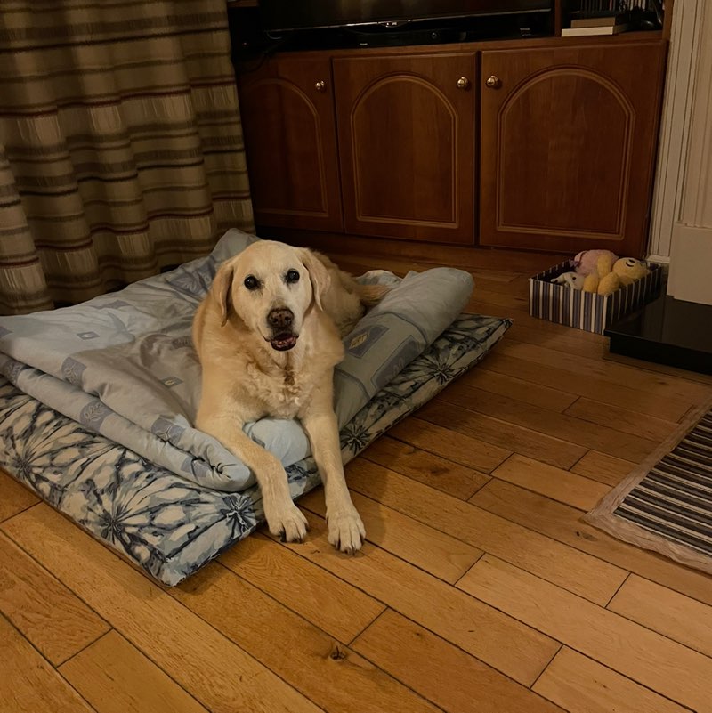 Gillian Stafford icon