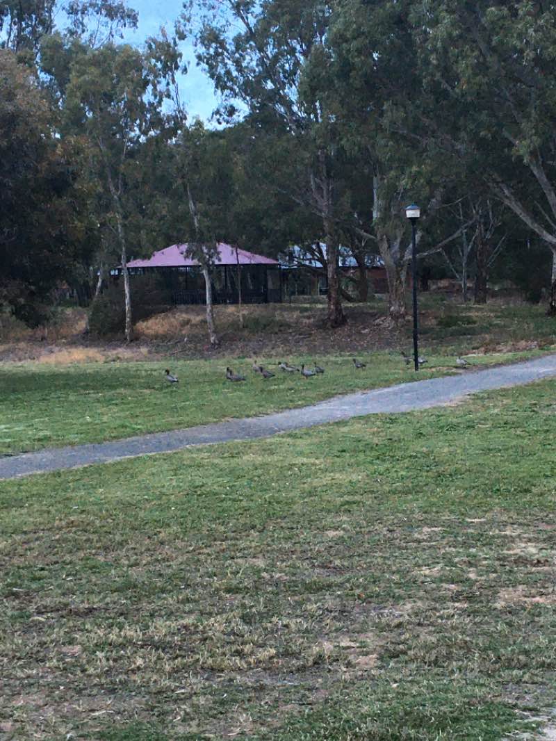 walking near me in Inchiquin Lake Reserve in summer
