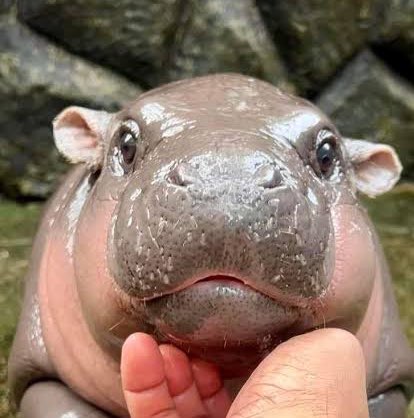 Pornpawee SE icon