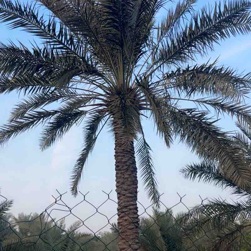 راضي علي العوامي post 3