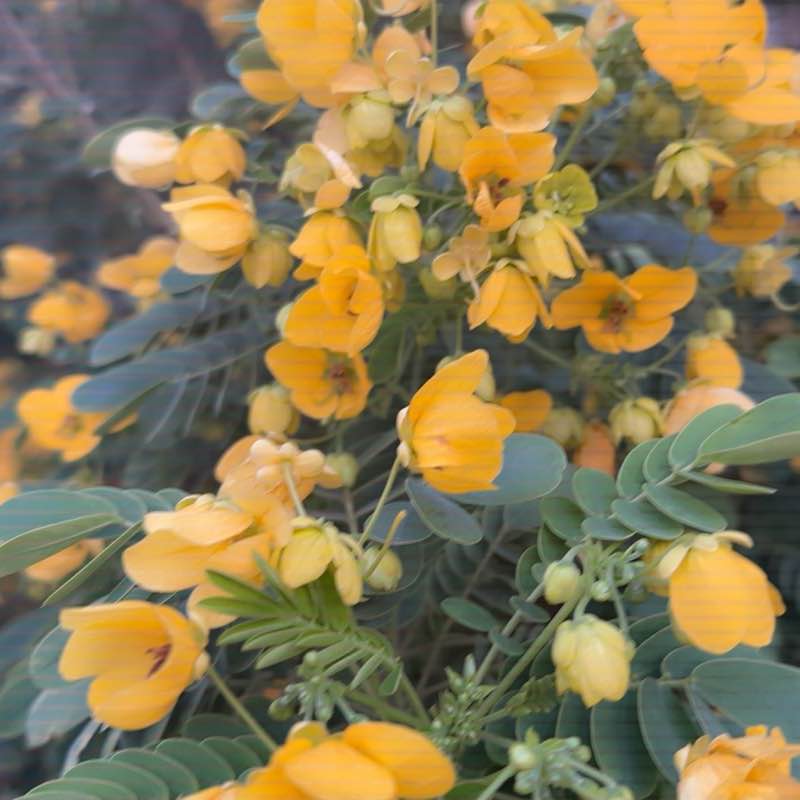 راضي علي العوامي post 2