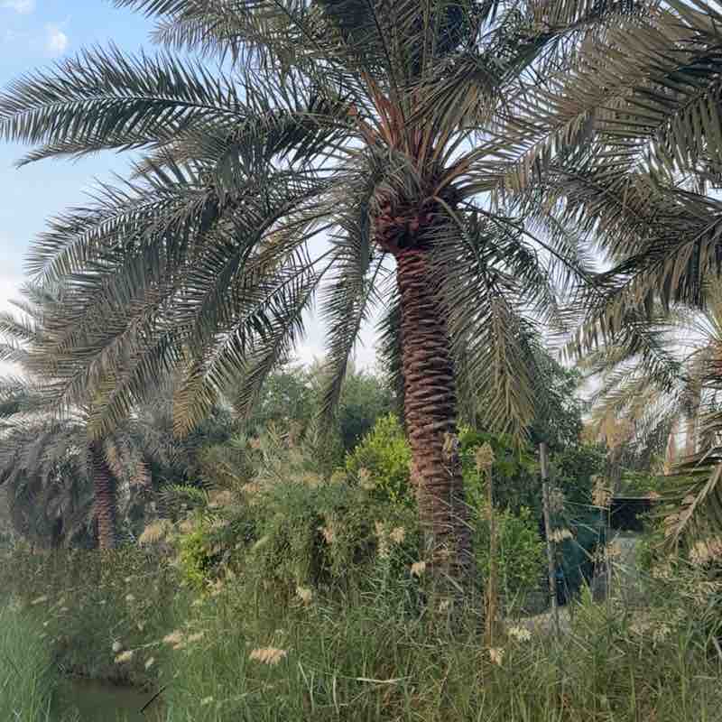 راضي علي العوامي post 1