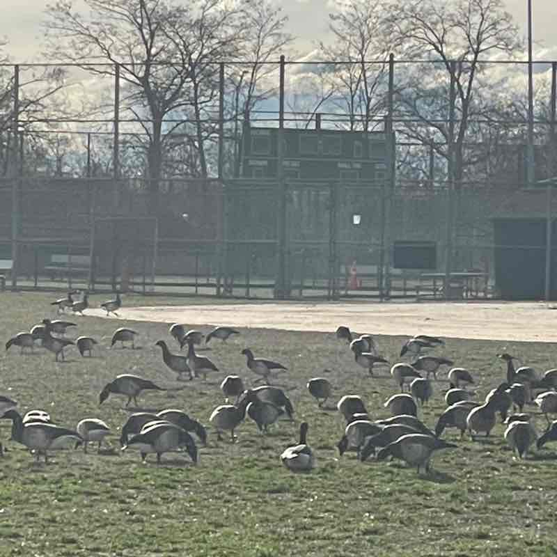 Nekeisha (Sharon Best-Jhagroo) post 2