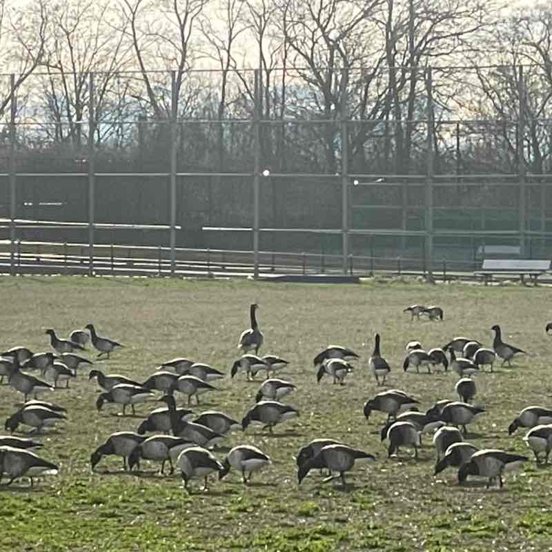 Nekeisha (Sharon Best-Jhagroo) post 1