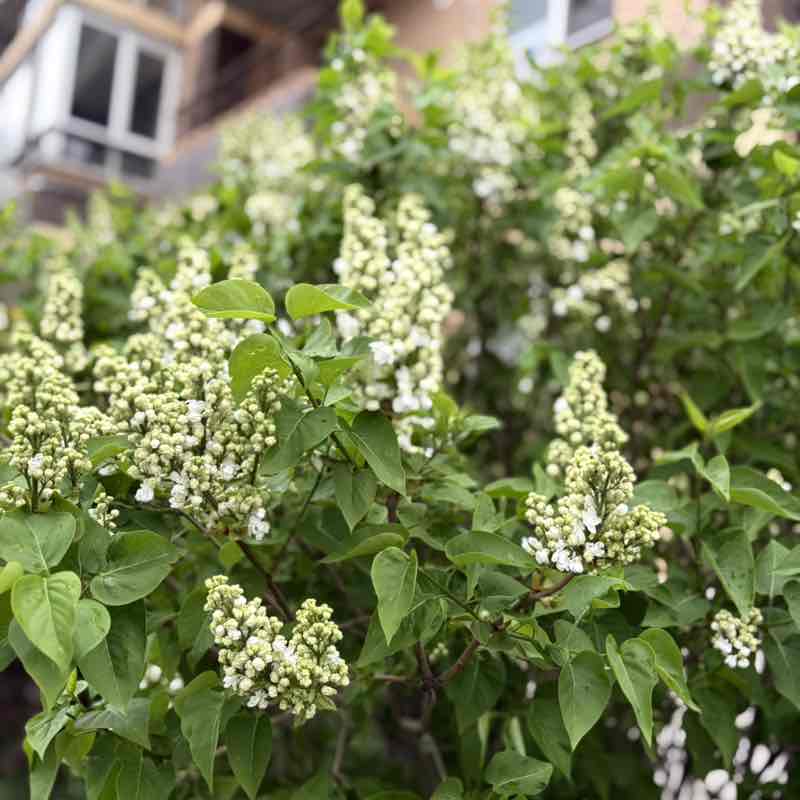 ВладиVостоК 2000🐯🎗️ Маргарита🐯🔟к post image