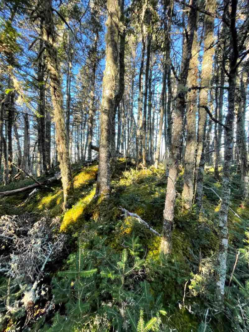 walking near me in Quoddy Head State Park in winter