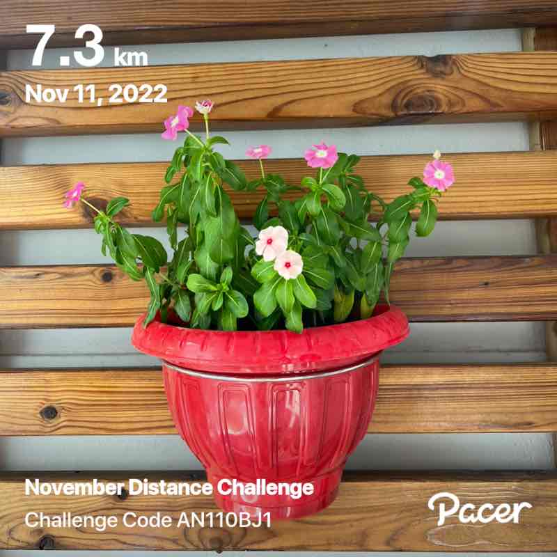 Soheila 🌱🌸✨ post 1