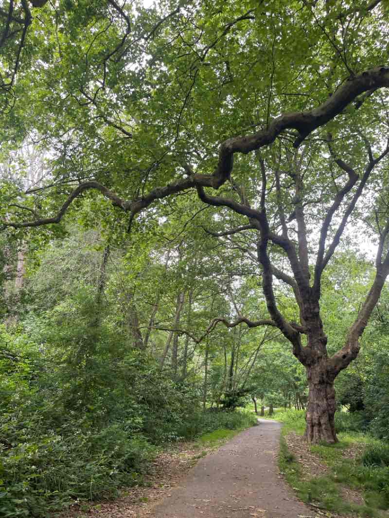 walking near me in Alexandra Park in summer