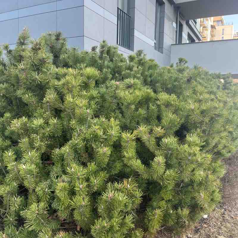 juliamiscenko post 1