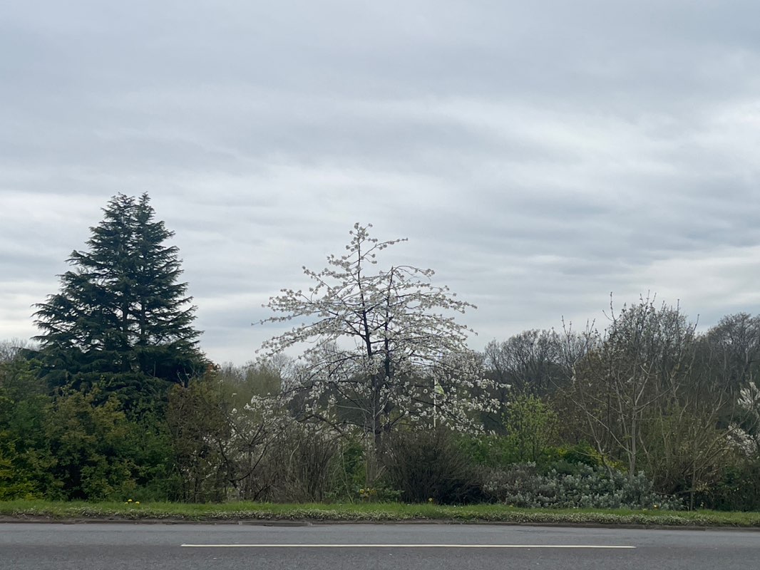walking near me in Kingsway Gardens in spring