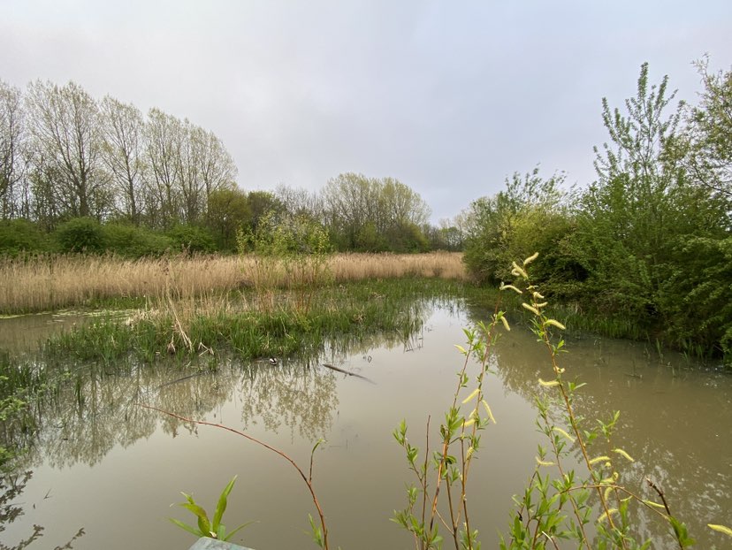 walking near me in Iris Brickfield Park in spring
