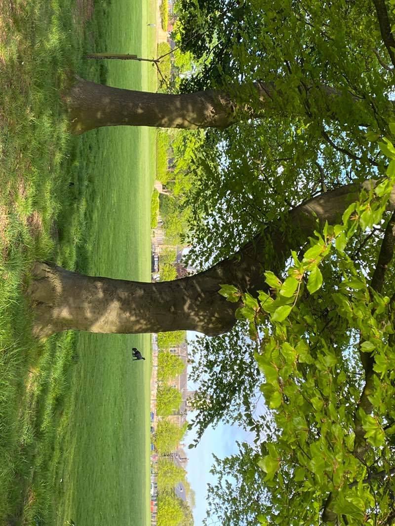 walking near me in St Nicholas Park in spring