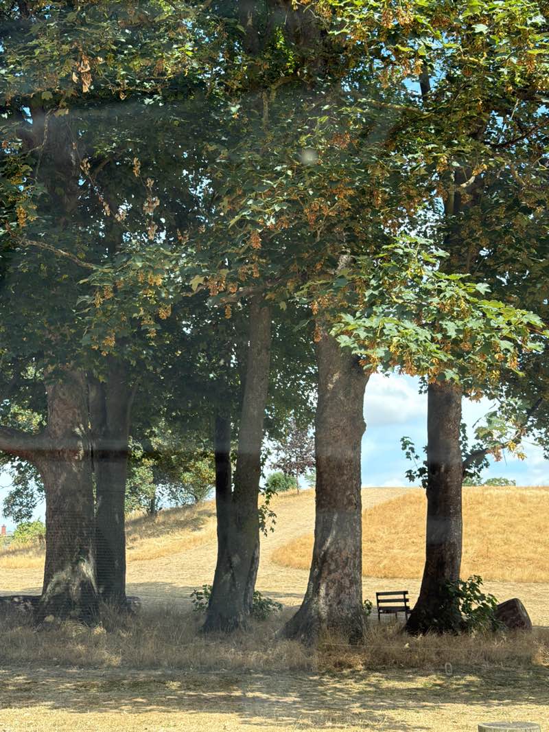 walking near me in Memorial Park in summer