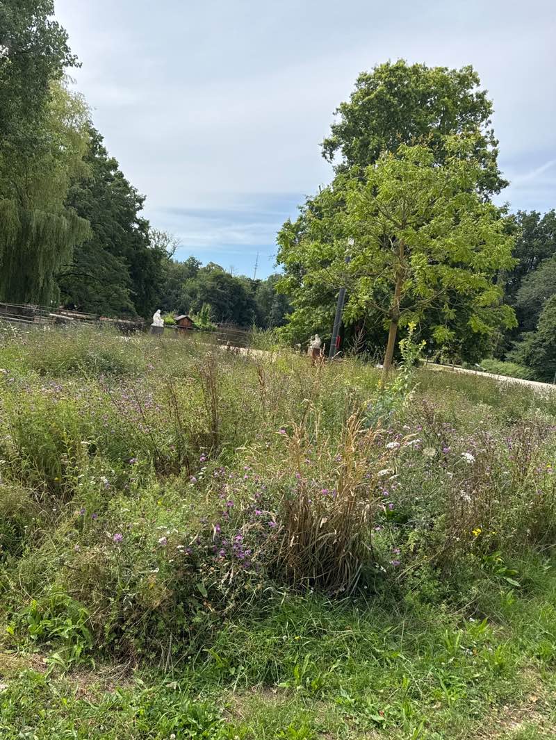 walking near me in Nells Park in autumn