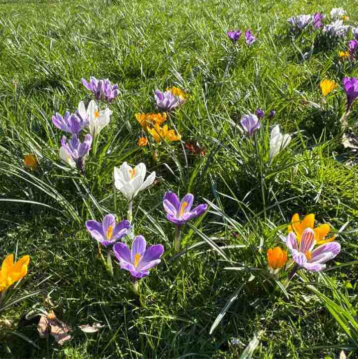 ⛓️‍💥Amira⛓️‍💥 post 1