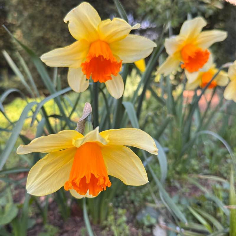 ⛓️‍💥Amira⛓️‍💥 post 1