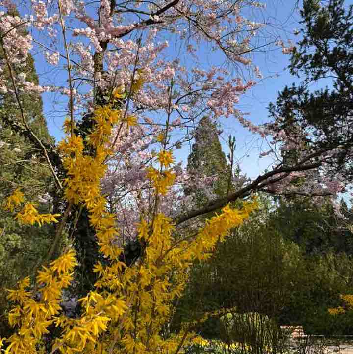 ⛓️‍💥Amira⛓️‍💥 post 3