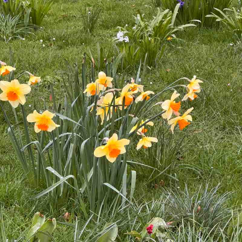 ⛓️‍💥Amira⛓️‍💥 post 2